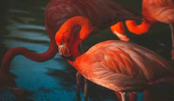 wildlife photo lighting flamingos